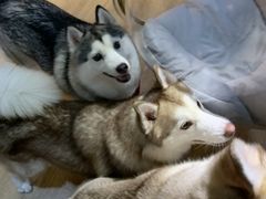 -Husky Go! 哈士奇体验馆·宠物咖啡厅狗咖