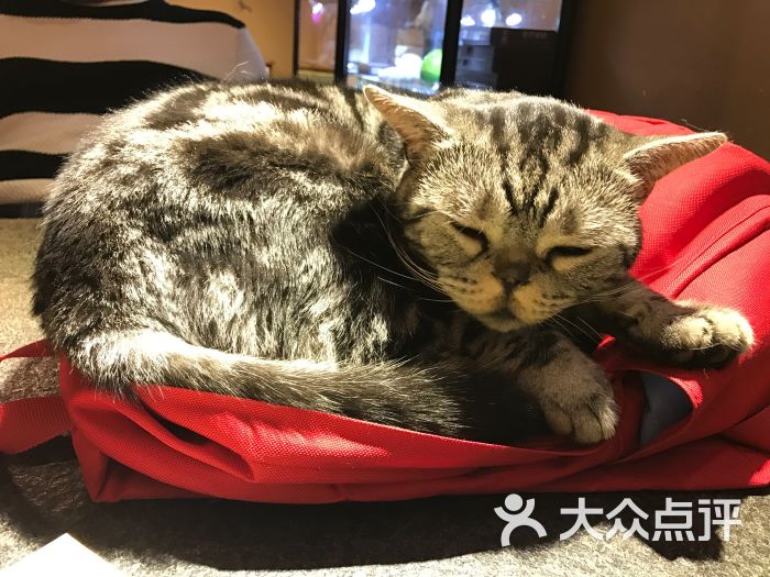 猫宁哈尼morning honey猫咪咖啡图片 - 第3张