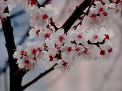-燕郊植物园