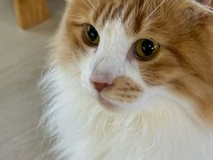 -豆逗聊愈猫阁Easy Life