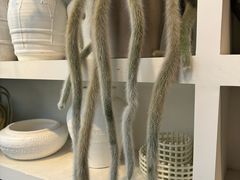-自由生长植物工作室(深港花卉中心店)