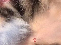 -伟伟宠物医院·CT影像中心·瑞派犬猫综合性门诊(汉口总院)