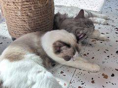 -毛绒耶耶撸宠馆·猫咖·狗咖·荷兰猪咖
