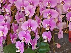 -大鹏饭店·金陵家宴(奥体中心店)