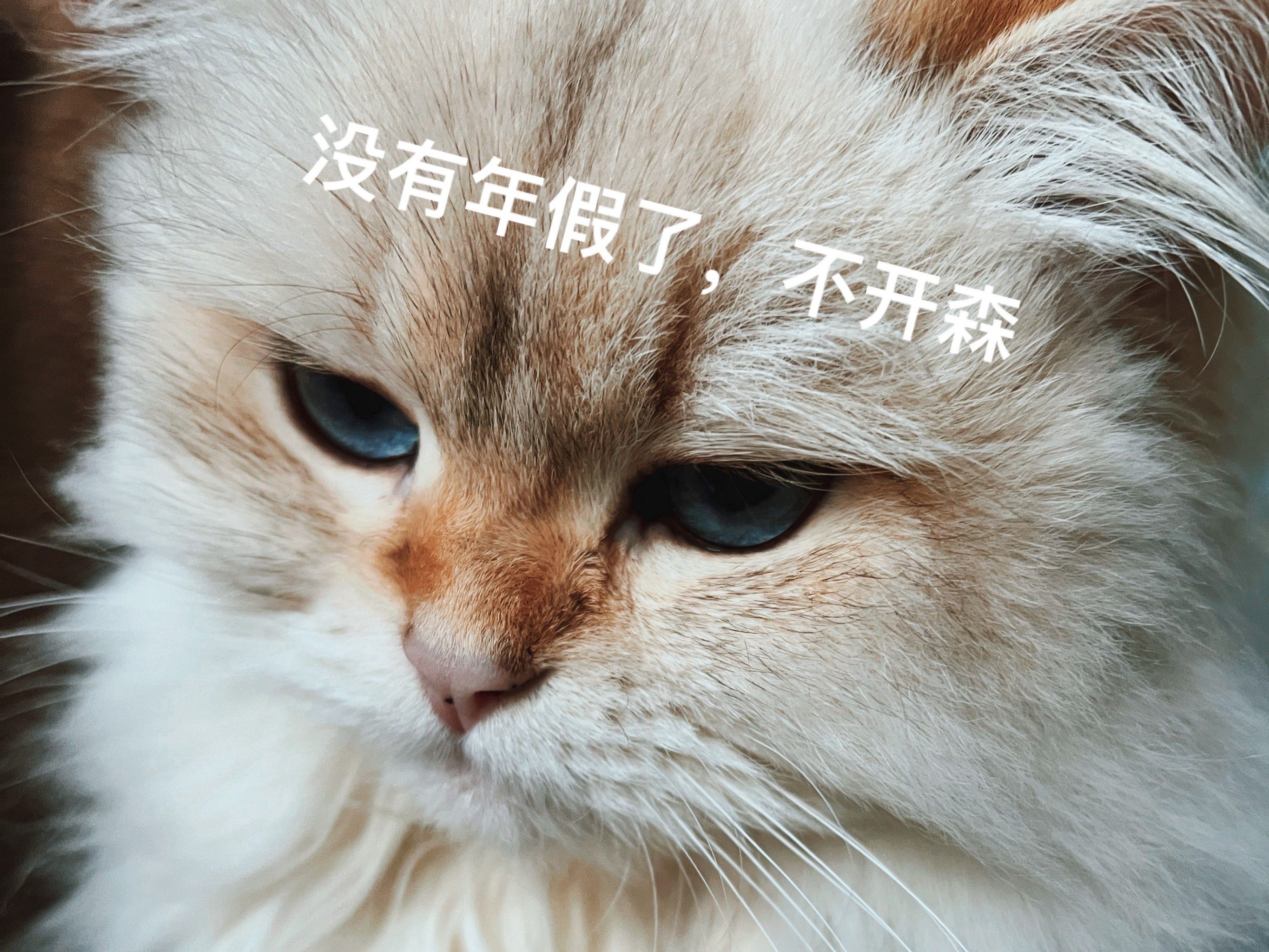 n所以每次看到它的小表情都觉得…wow好可爱
来一套表情包也很ok

