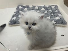 -中和裴氏蹄花(府河路店)