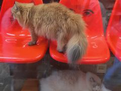 -猫咪博物馆(顶澳仔猫街店)