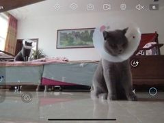 -宠福鑫康馨动物医院·骨科·眼科