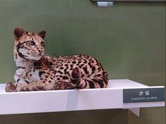 -国家自然博物馆