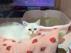 -FAELING PETS美天灵宠物(富力广场店)