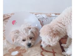 -纳吉亚猫专科动物医院博雅分院