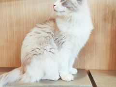 -飞行喵MR PILOT|猫舍·猫咖(静安大融城店)