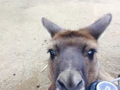 -费瑟代尔野生动物园