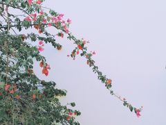 -龙华寺