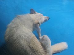 -泉城欧乐堡海洋极地世界