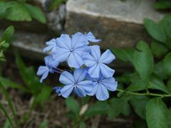 -东莞植物园