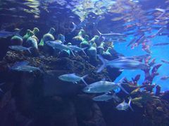 -华夏文旅海洋公园