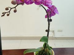 -万顷园艺世界