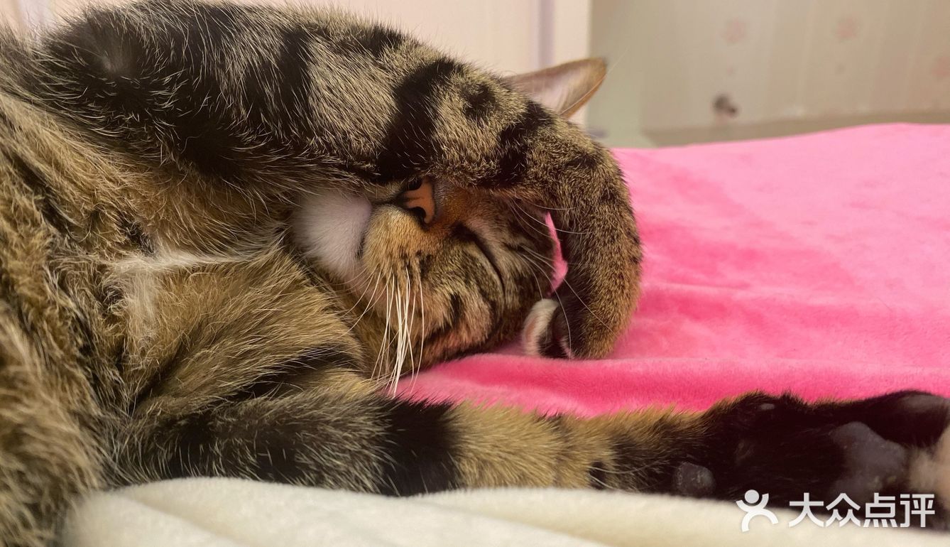 收养的流浪猫，真是越来越可爱，越看越好看