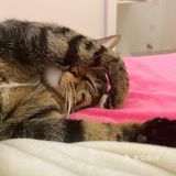 收养的流浪猫，真是越来越可爱，越看越好看