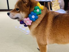 -逗柴咖啡屋·狗咖猫咖宠物桌游