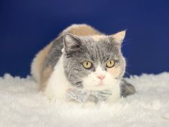-爱洗澡的猫(天河路店)