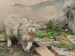 -青藏高原野生动物园