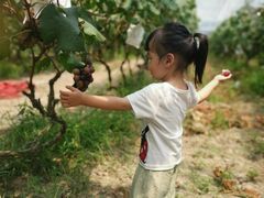 -马陆小张葡萄园农家乐