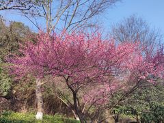 -桃花岭景区