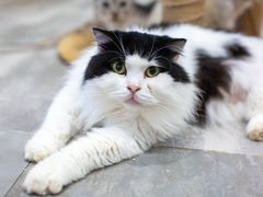 -楼上猫咖(罗湖店)