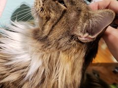 -猫小院猫主题餐厅(三里屯店)
