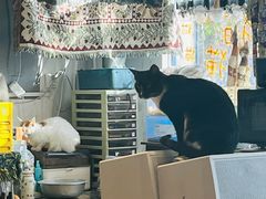 -平行世界·猫咖(首经贸店)