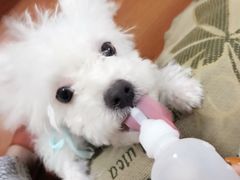 -瑞鹏宠物医院·爱宠堂·骨外专科(西荷分院)