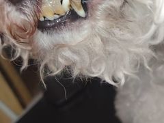 -久久宠物(河东万达店)