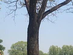 -北京京辉高尔夫俱乐部有限公司