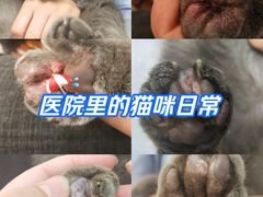 -科道动物医院·急重症中心(万达院)