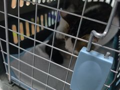 -半岛宠物医院24小时(科华中路店)