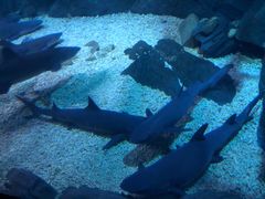 -烟台海昌鲸鲨海洋公园