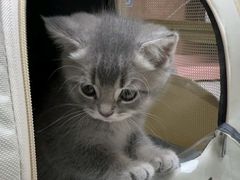 -宠颐生宠物医院·心肾内科·猫专科诊疗中心宠巢店