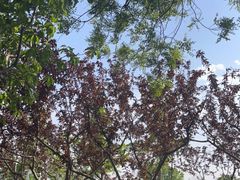 -永定河休闲森林公园