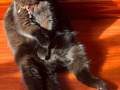 -纳吉亚猫专科动物诊疗中心(蒋宅口分院)