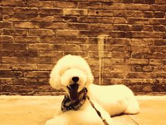 -小尾巴宠物店(万科·金域华庭店)