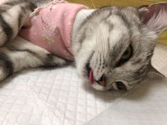 -中农大我爱我爱动物医院·核磁CT·猫病·24小时夜诊中心(石佛营店)