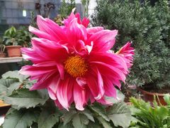 -曲阳花鸟市场(曲阳路店)