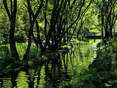 -上海共青森林公园