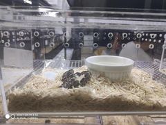 -苏州艺都古玩花鸟市场