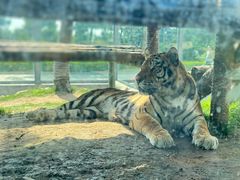 -西霞口神雕山野生动物世界