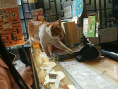 -猫的天空之城概念书店(西塘古镇店)