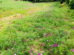 -武汉紫薇都市田园