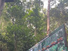-西双版纳原始森林公园